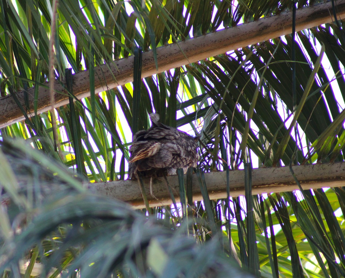 Great Horned Owl - ML645882763