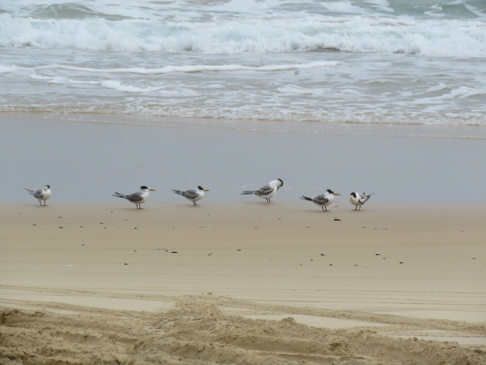 שחפית צהובת-מקור - ML645882764