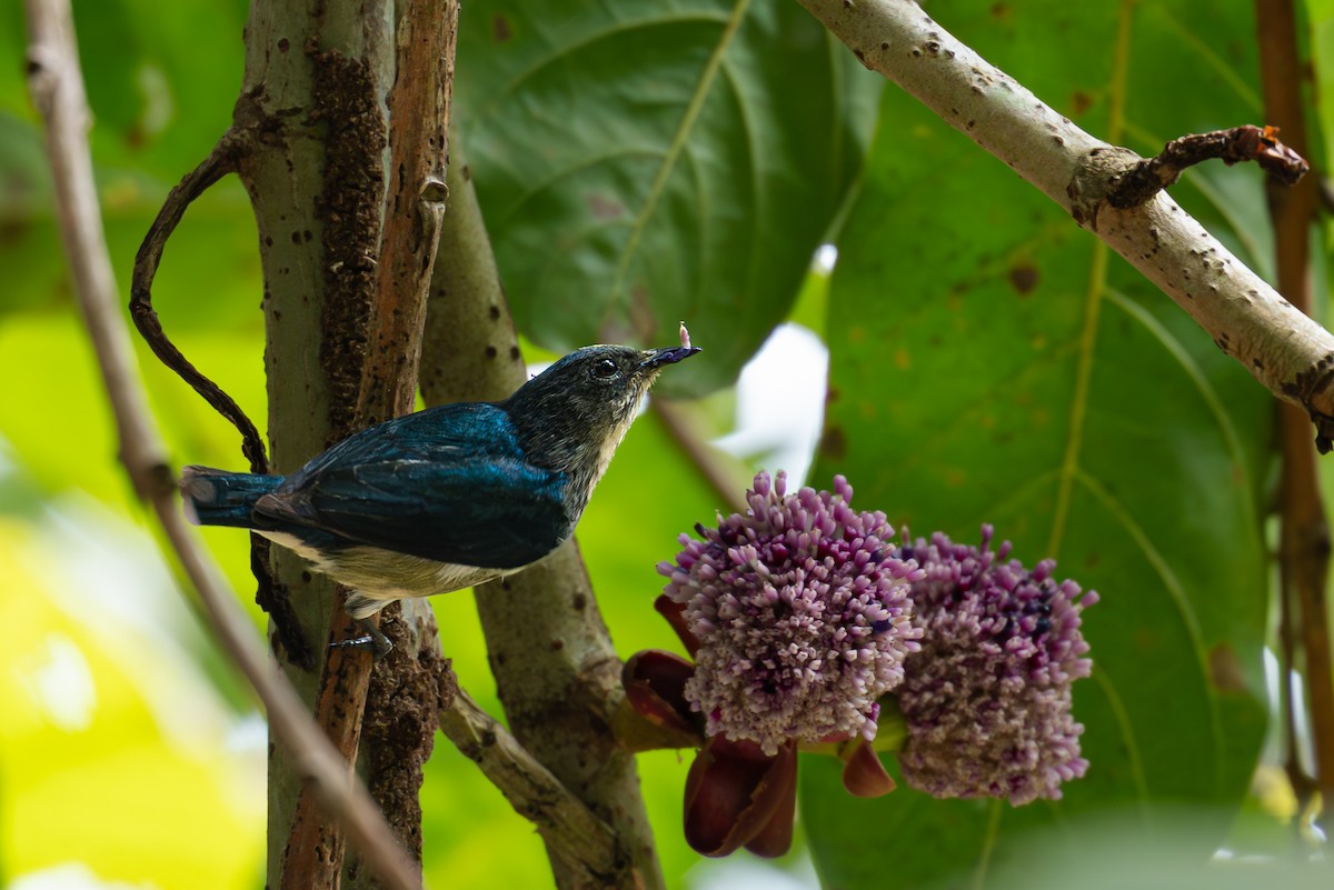 Cambodian Flowerpecker - ML645882768