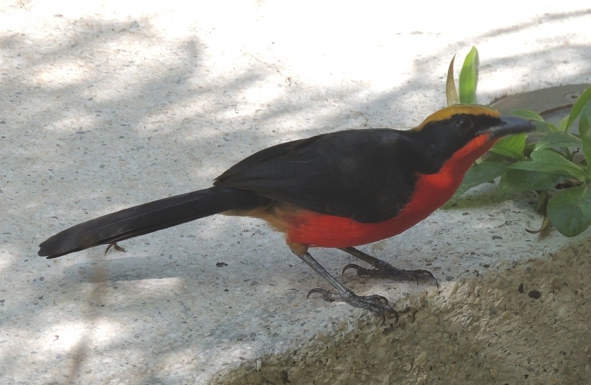 Yellow-crowned Gonolek - ML645882769