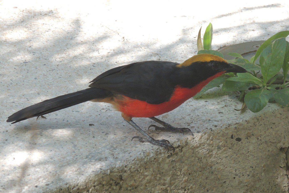 Yellow-crowned Gonolek - ML645882770