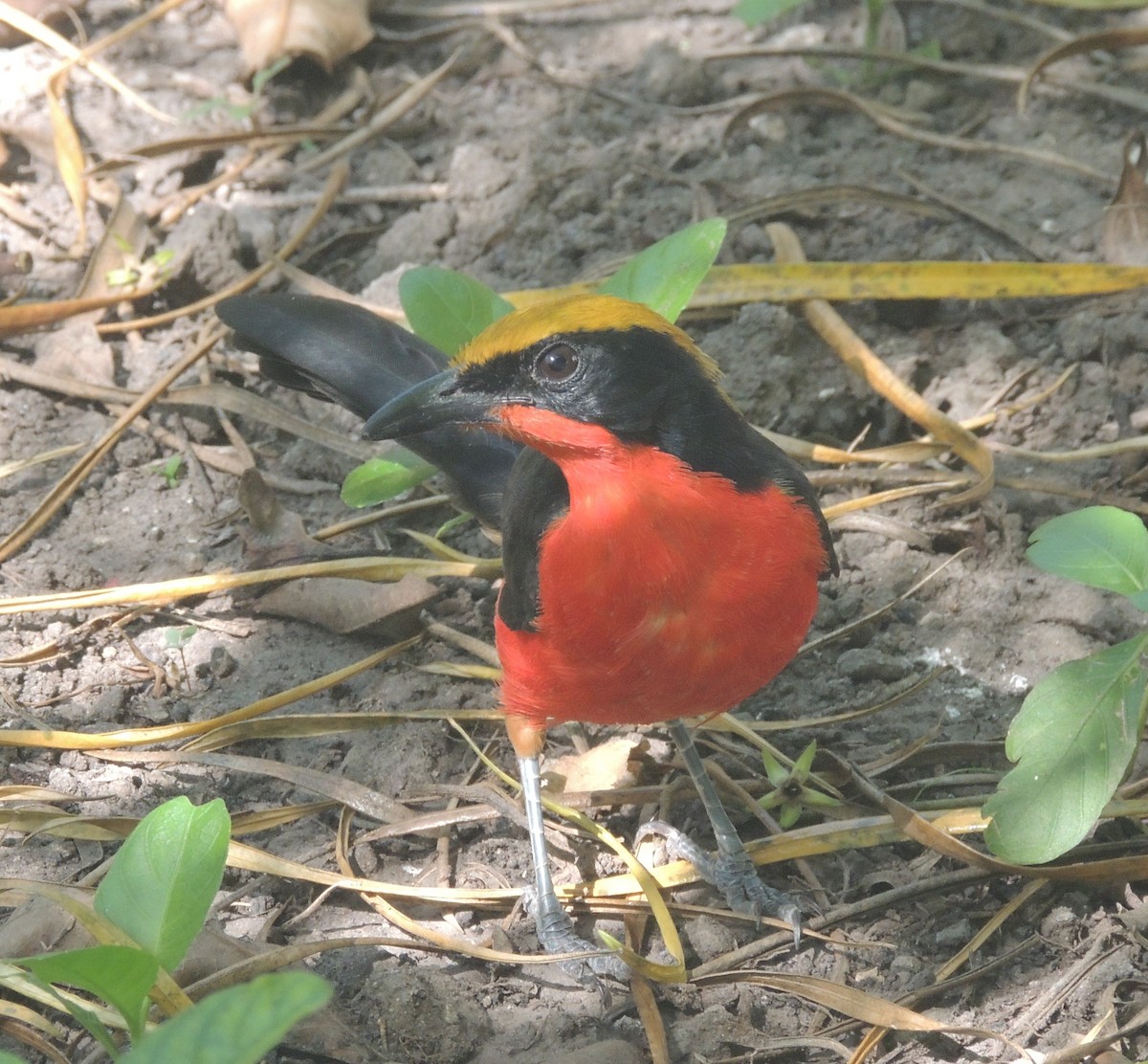 Yellow-crowned Gonolek - ML645882771