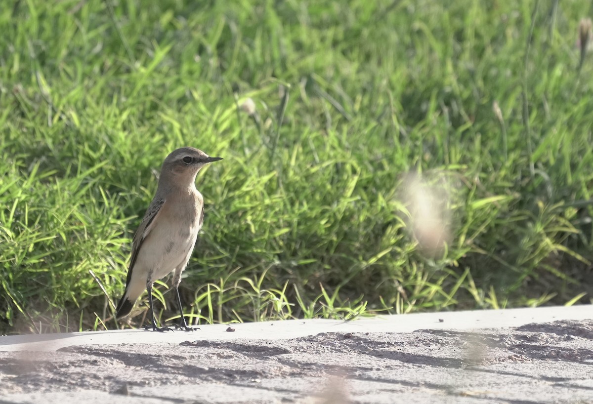 סלעית אירופית - ML645882772