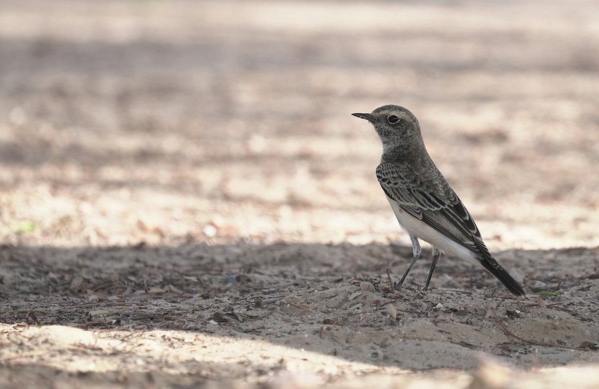 סלעית שיחים - ML645882773