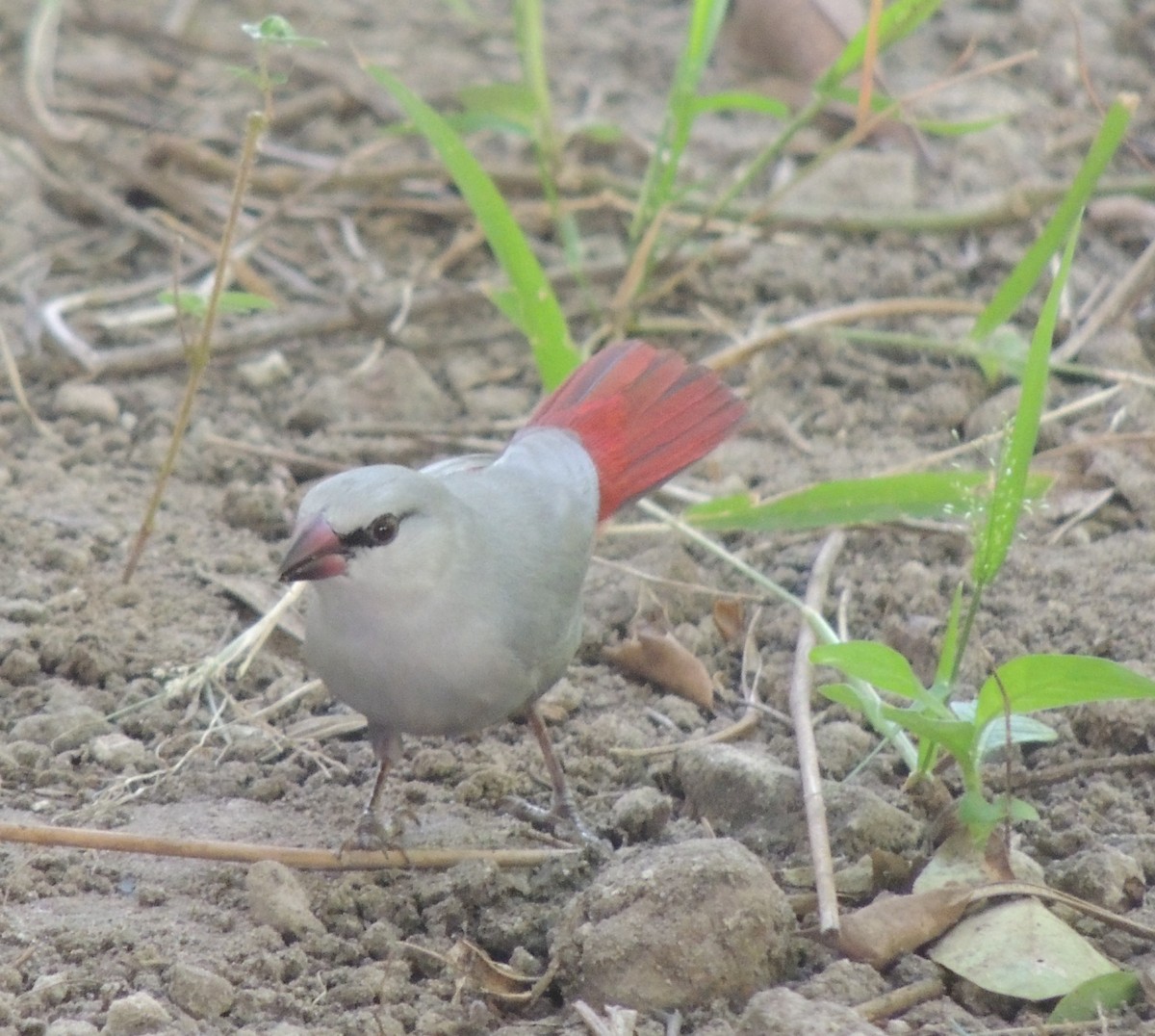 Lavender Waxbill - ML645882774