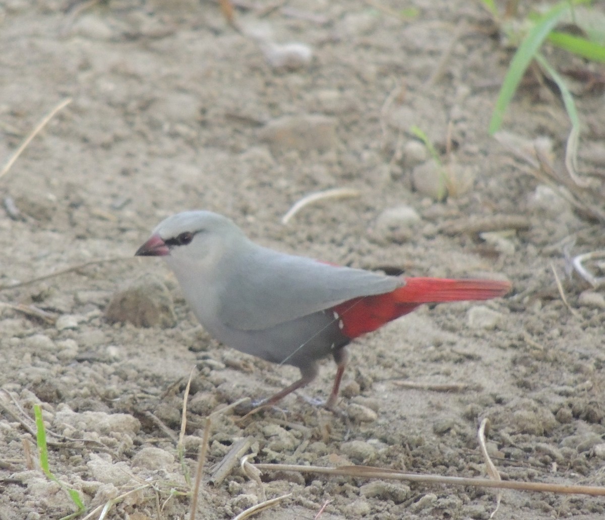 Lavender Waxbill - ML645882775
