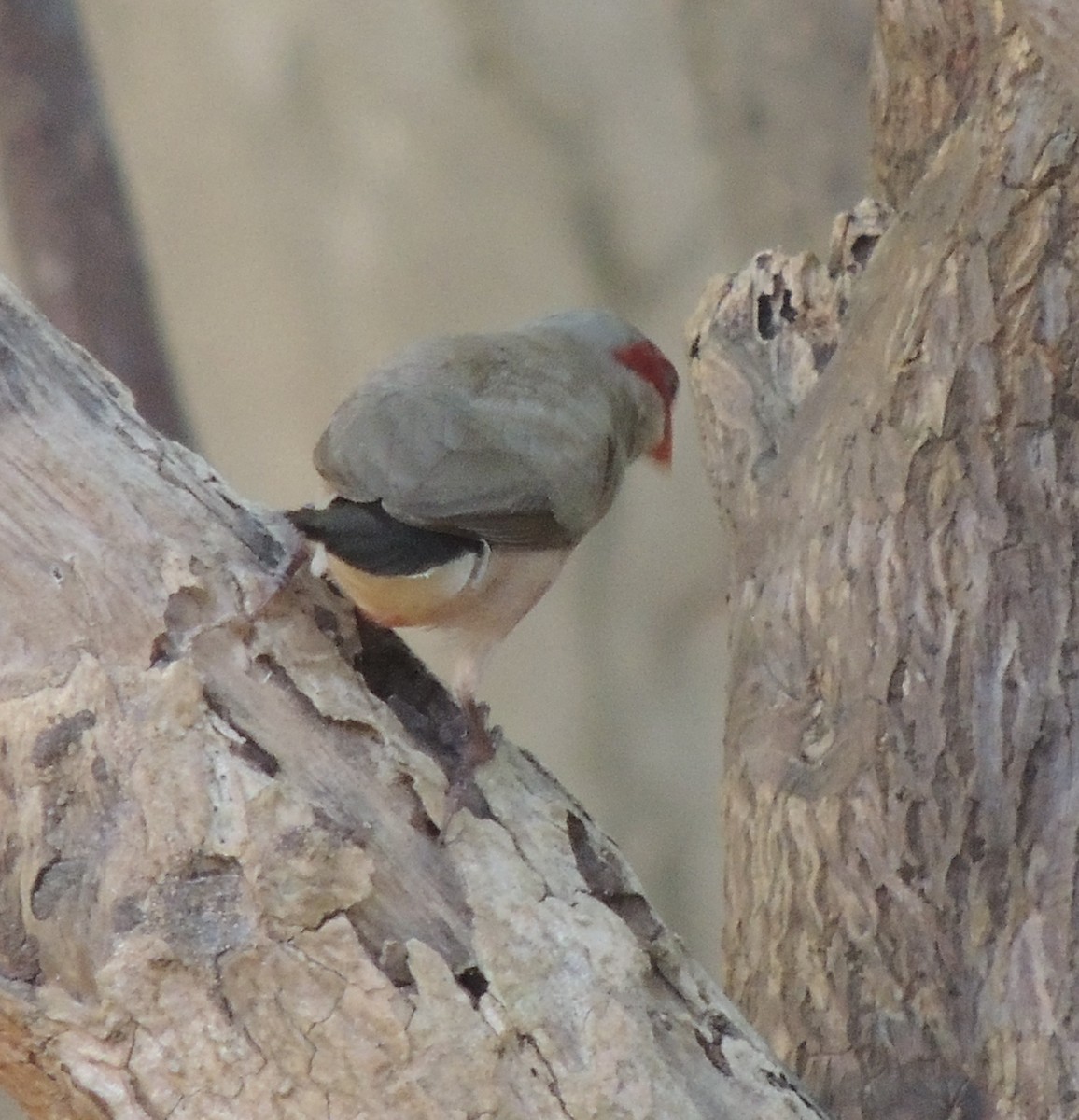 Black-rumped Waxbill - ML645882778