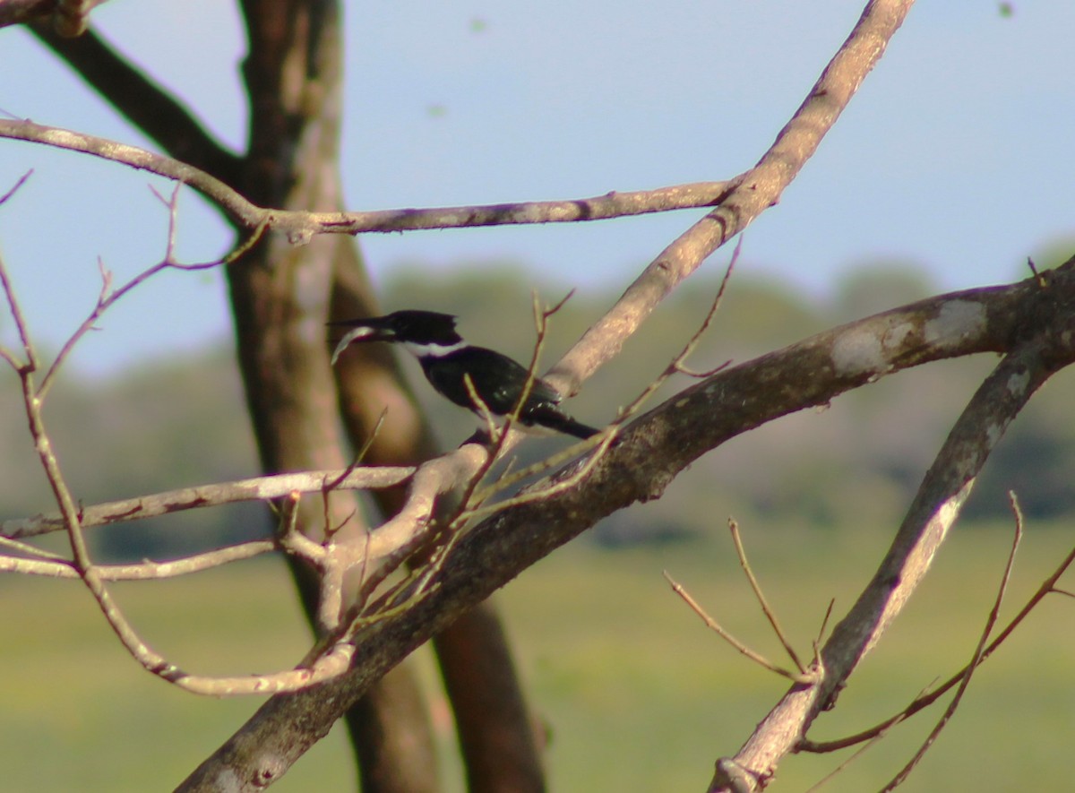 Green Kingfisher - ML645882779