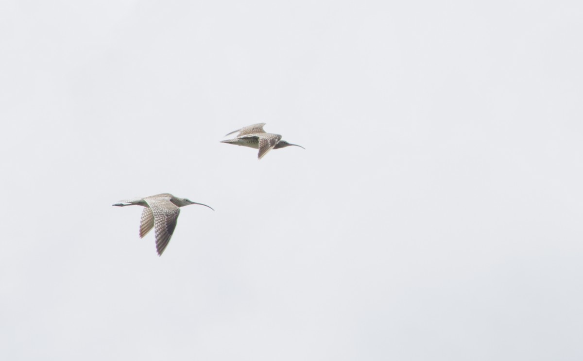 חרמשון גדול - ML645882780