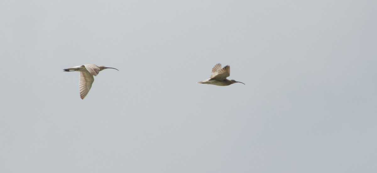 חרמשון גדול - ML645882781