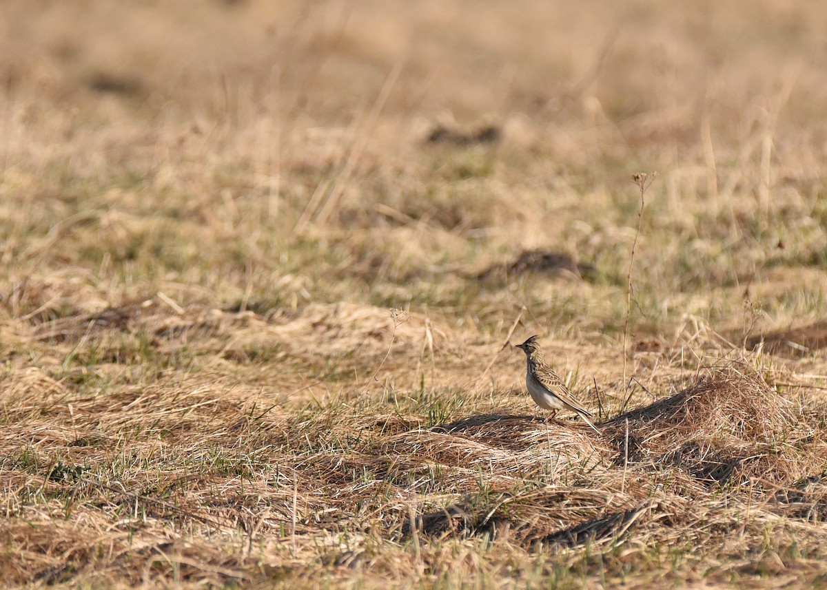 זרעית השדה - ML645882783