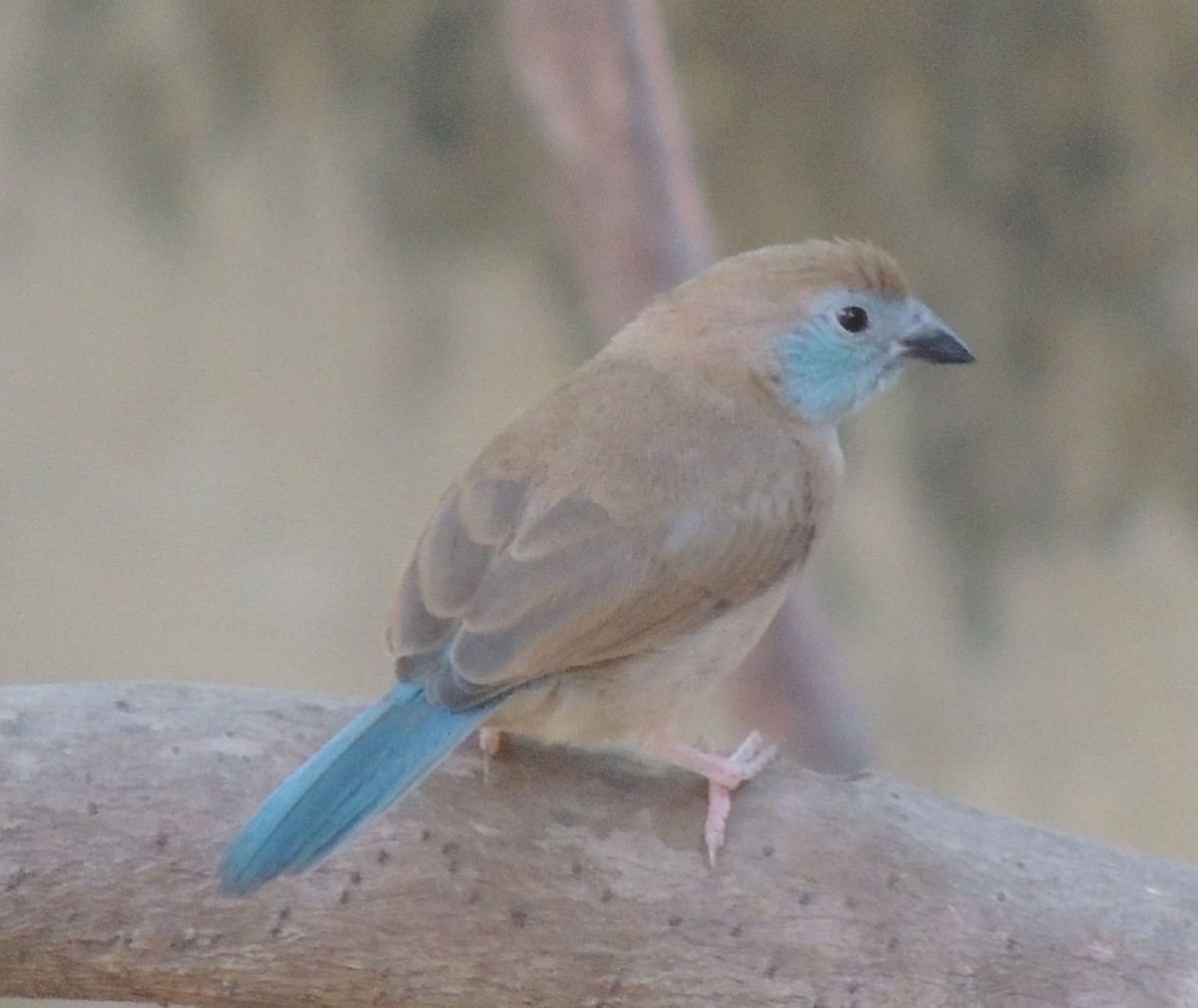 פרושית אדומת-לחי - ML645882784