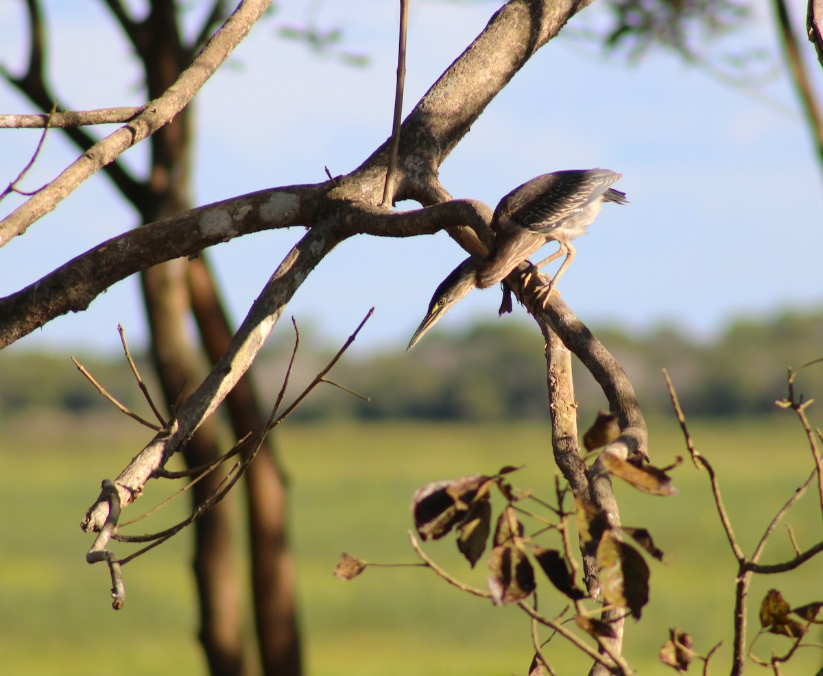 אנפית דרום אמריקנית - ML645882785