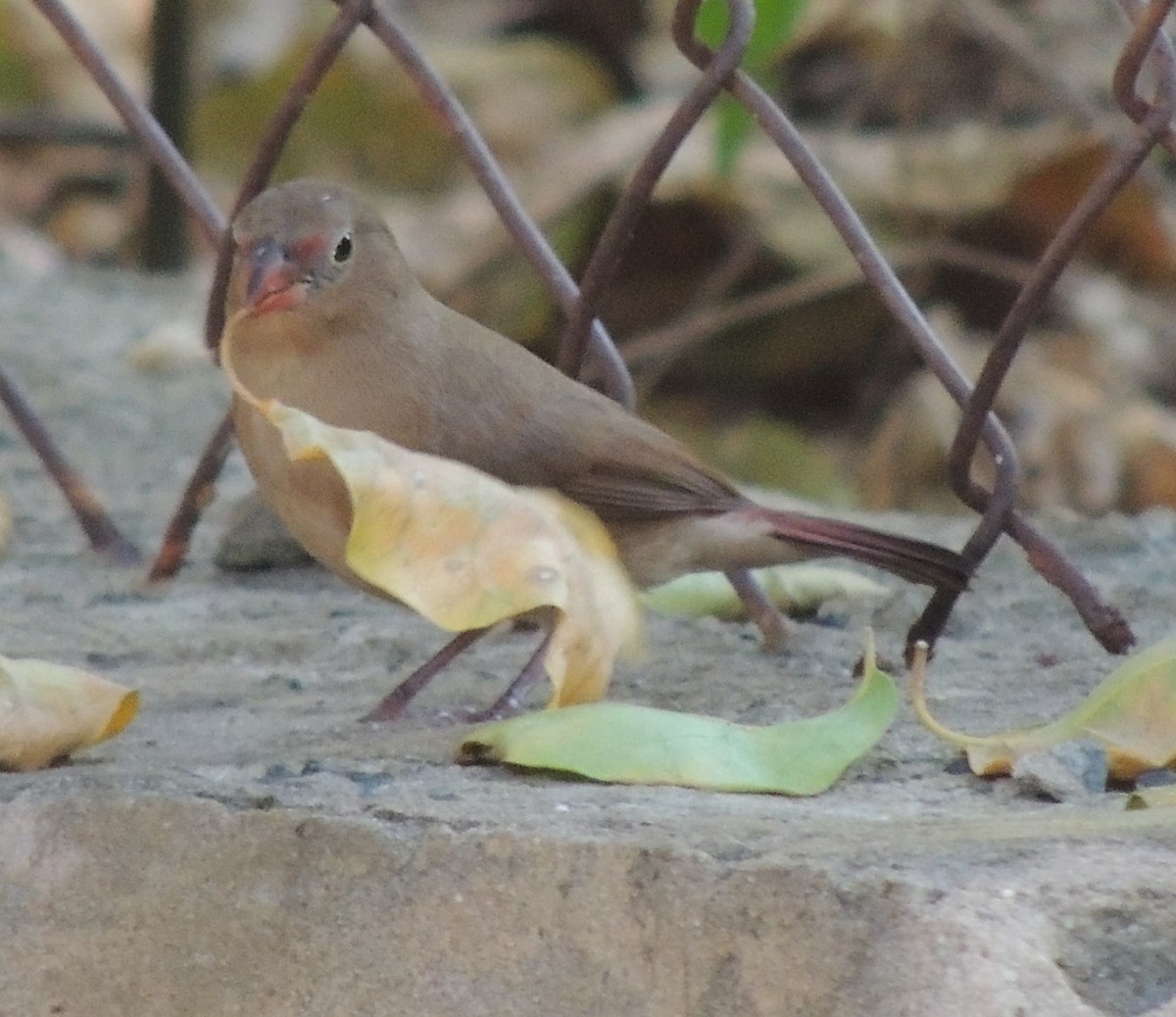 פרושית אדומת-מקור - ML645882786