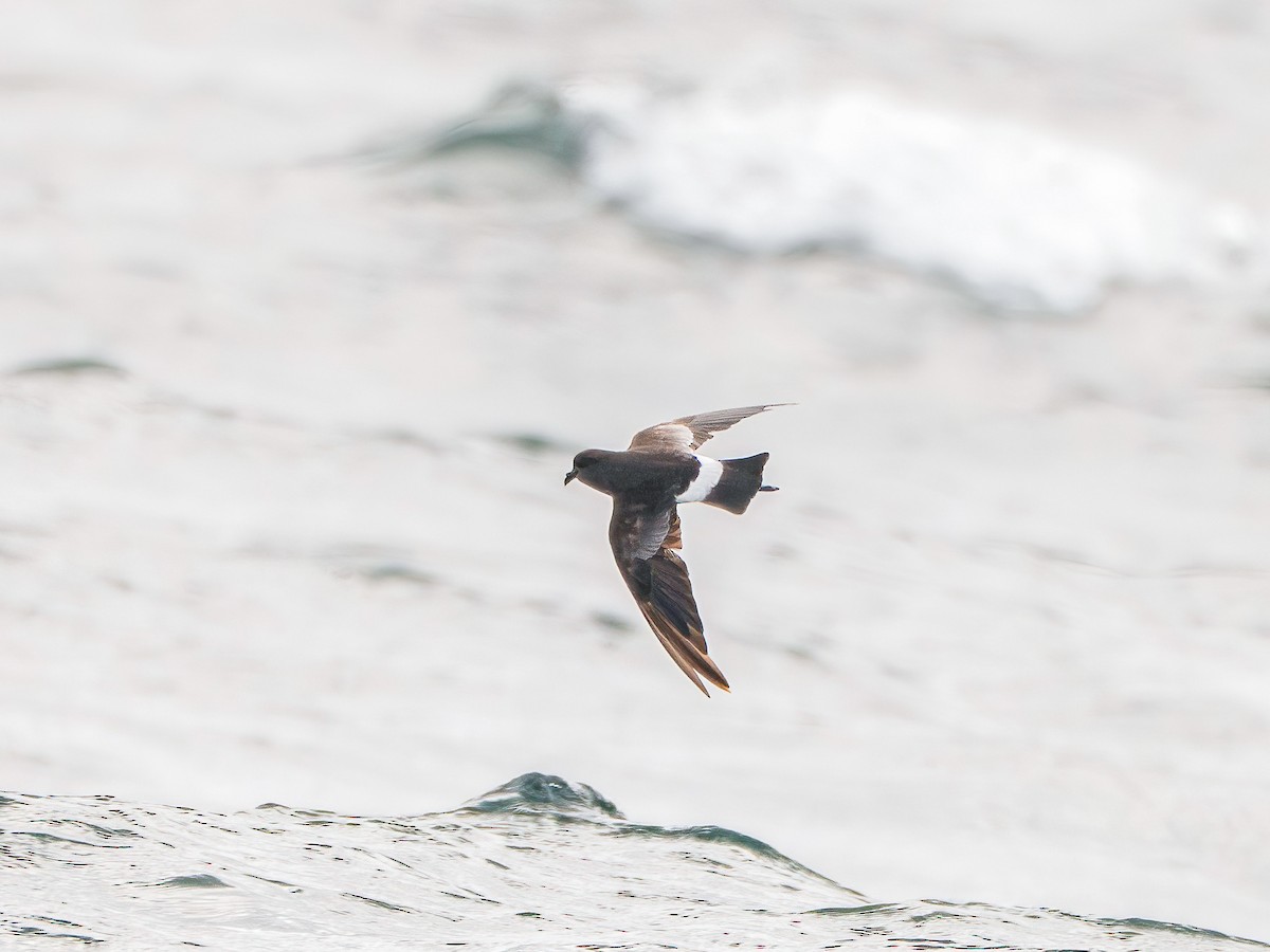 יסעורון וילסון - ML645882787