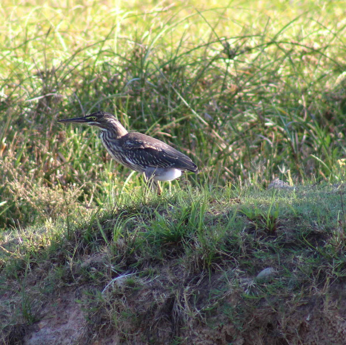 אנפית דרום אמריקנית - ML645882790