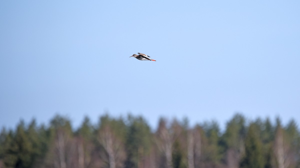 ביצנית לבנת-כנף - ML645882791
