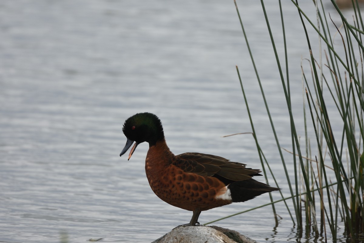 Chestnut Teal - ML645882795