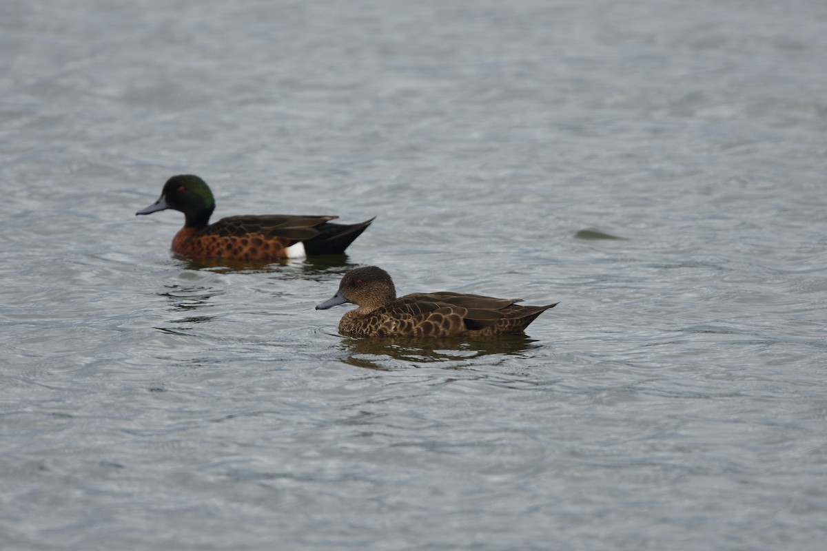 Chestnut Teal - ML645882796