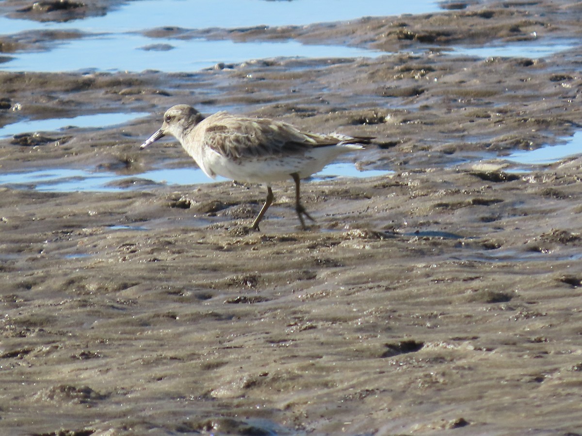 Great Knot - ML645882802
