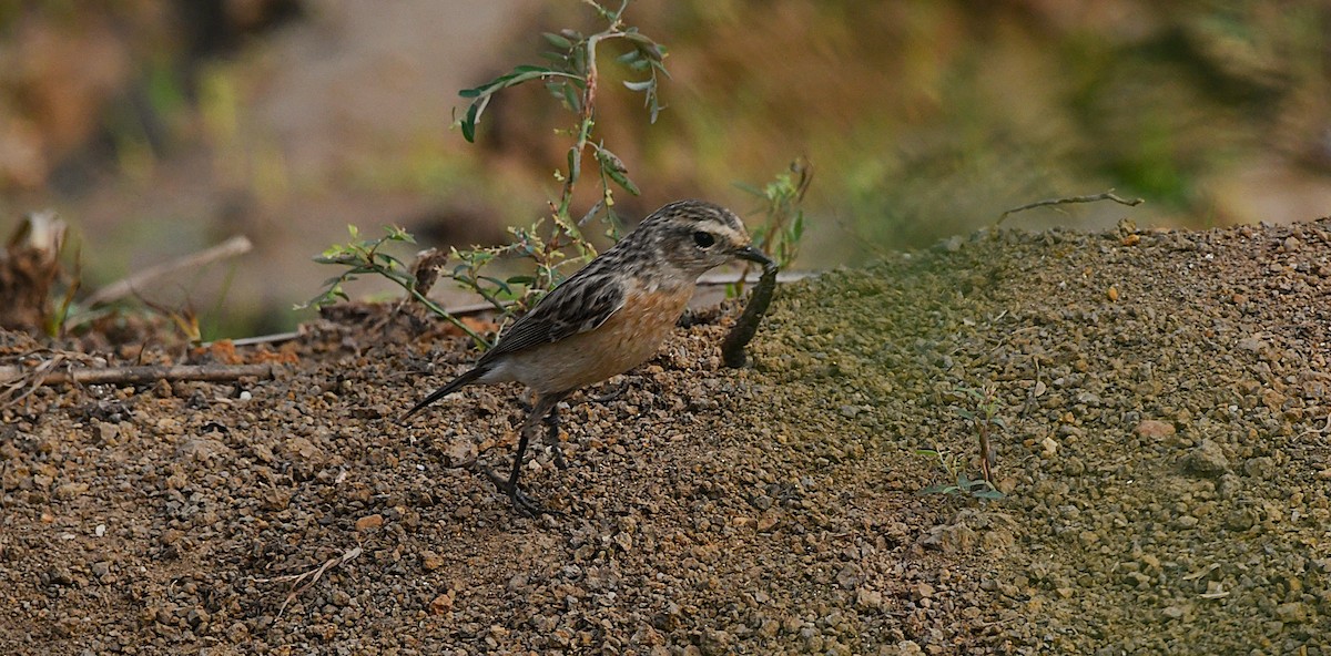 bramborníček sibiřský - ML645882804