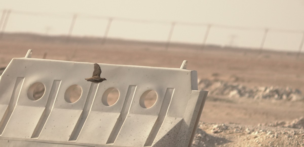 Common Quail - ML645882812