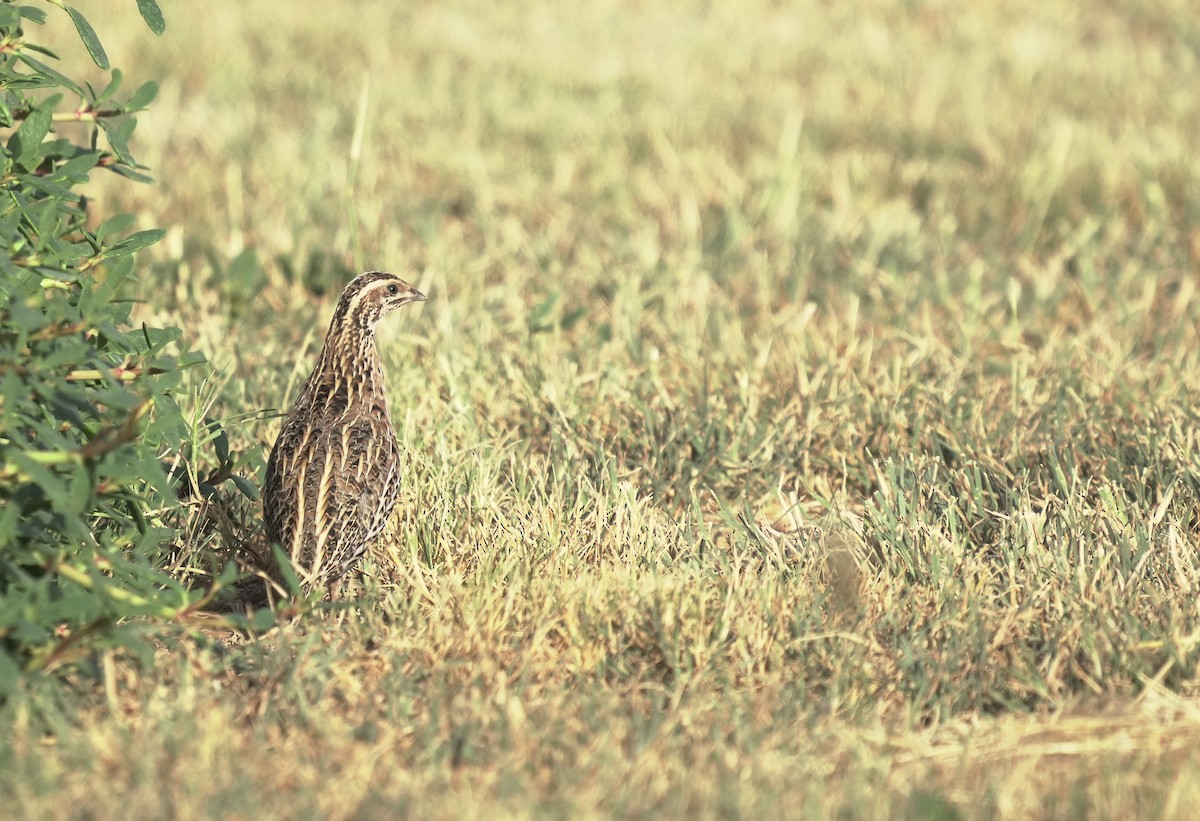 Common Quail - ML645882814