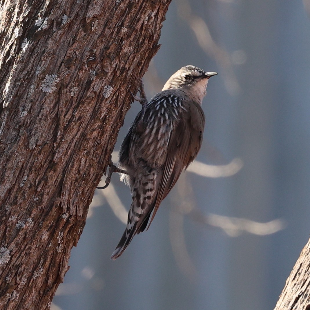 Weißbrauen-Baumrutscher - ML645882818