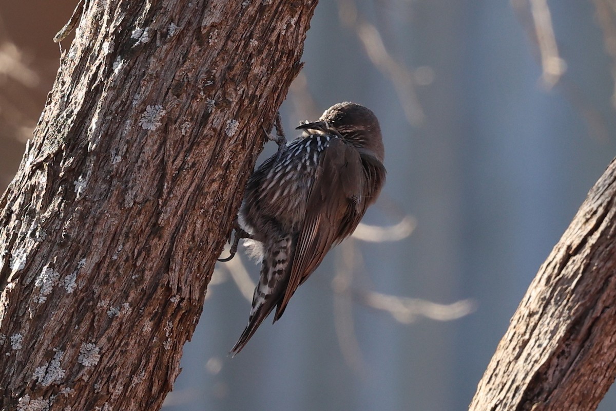 Weißbrauen-Baumrutscher - ML645882819