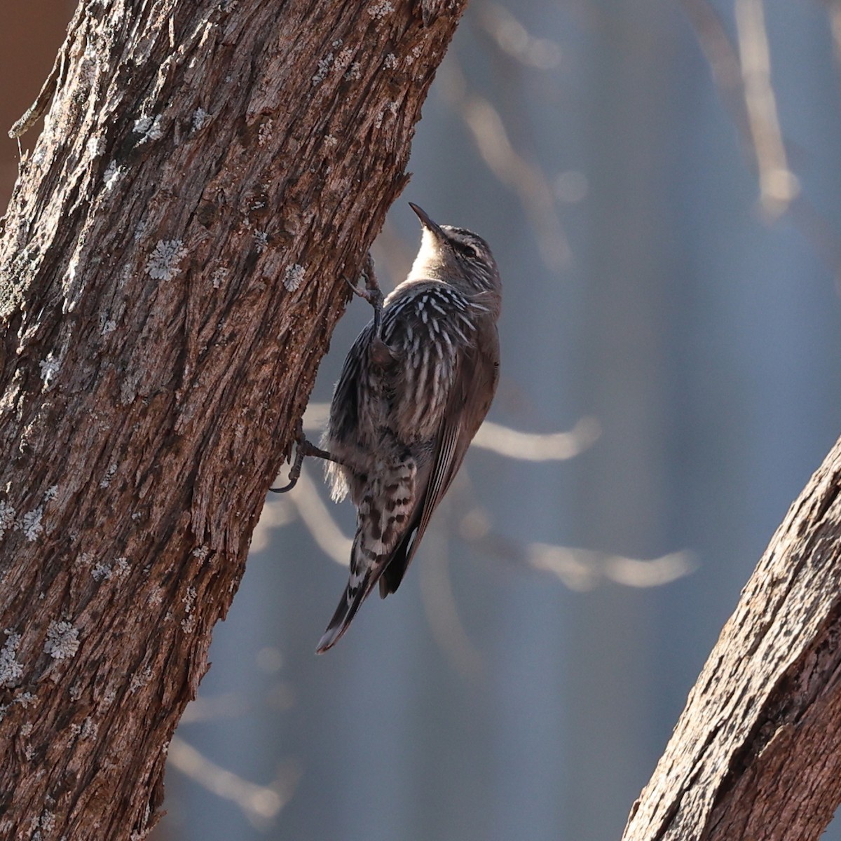 Weißbrauen-Baumrutscher - ML645882820