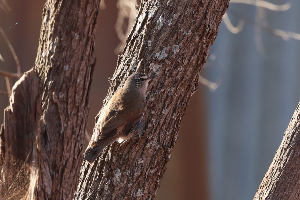 Weißbrauen-Baumrutscher - ML645882821