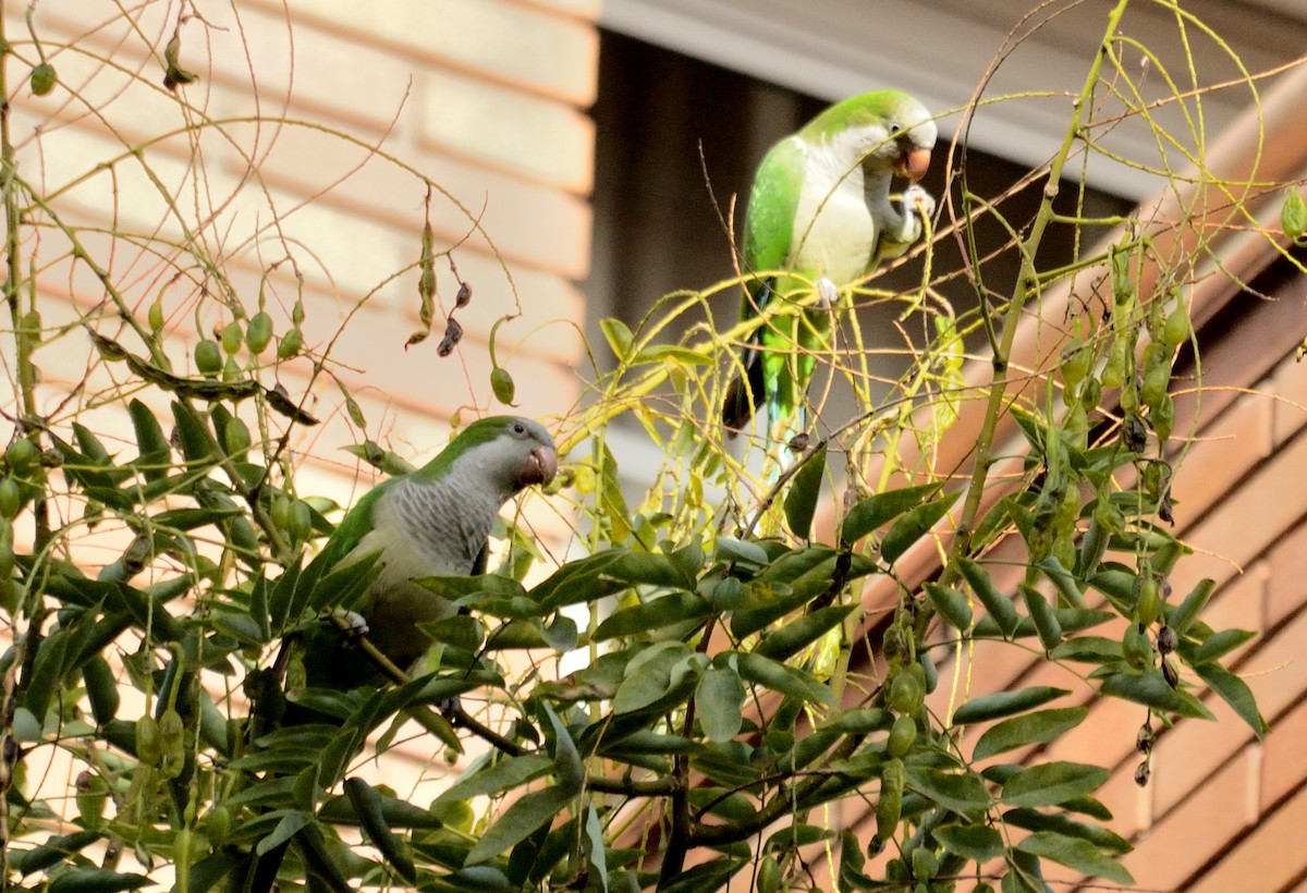 Monk Parakeet - ML645882823