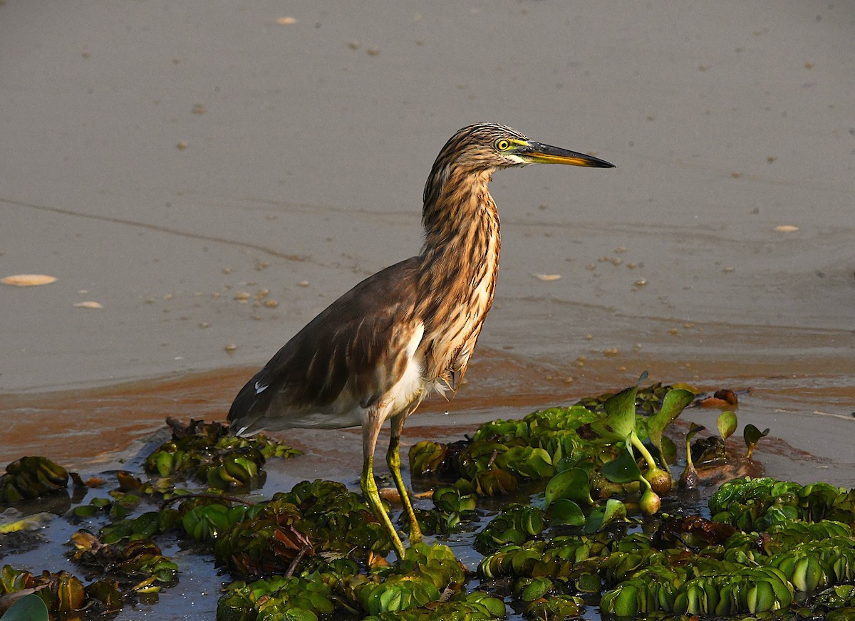 Indian Pond-Heron - ML645882837