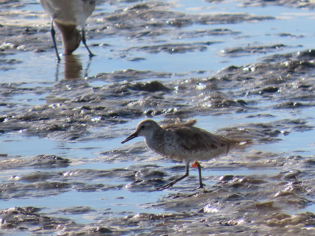 Red Knot - ML645882839