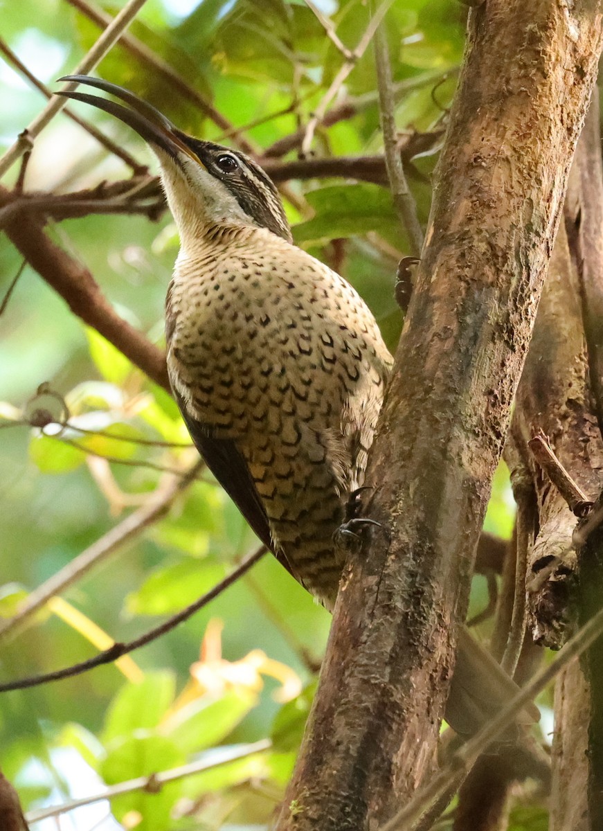 Paradise Riflebird - ML645882846
