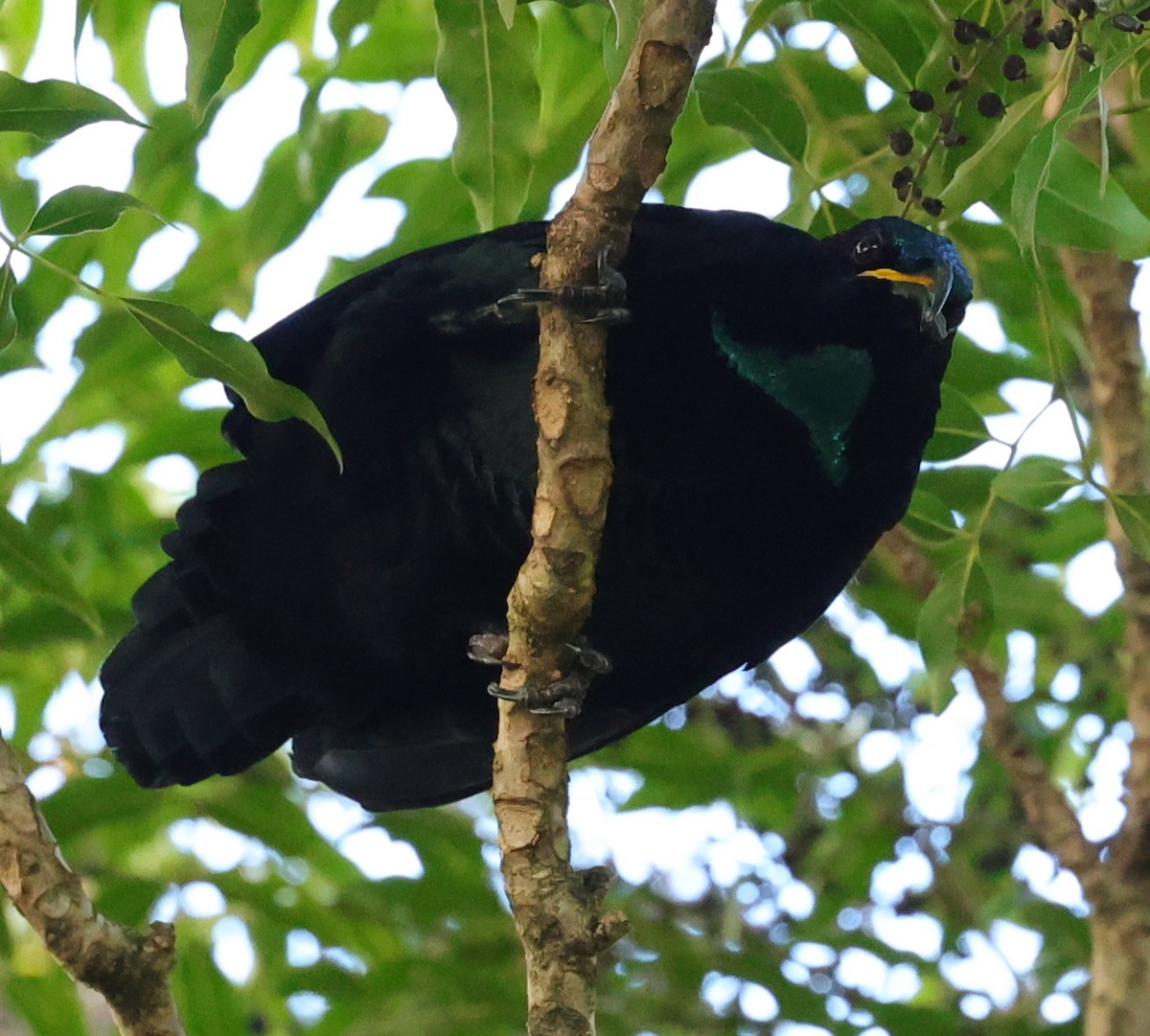 Paradise Riflebird - ML645882847