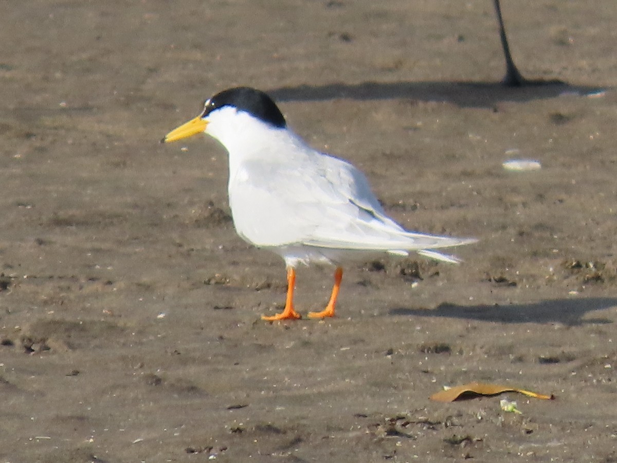 Little Tern - ML645882852