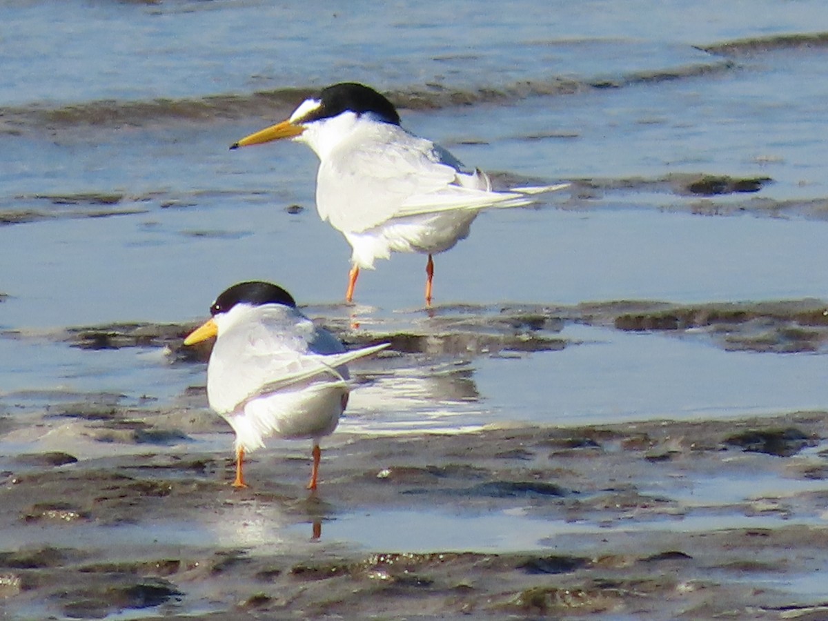 Little Tern - ML645882853