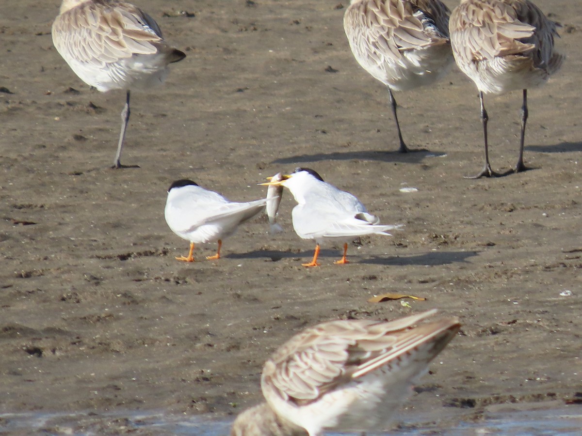 Little Tern - ML645882854