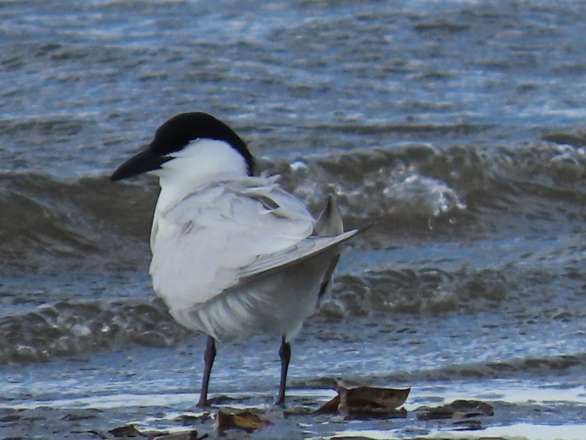 Australian Tern - ML645882857