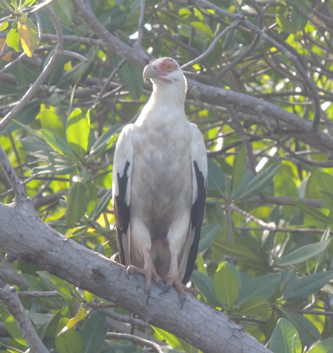 Buitre Palmero - ML645882868