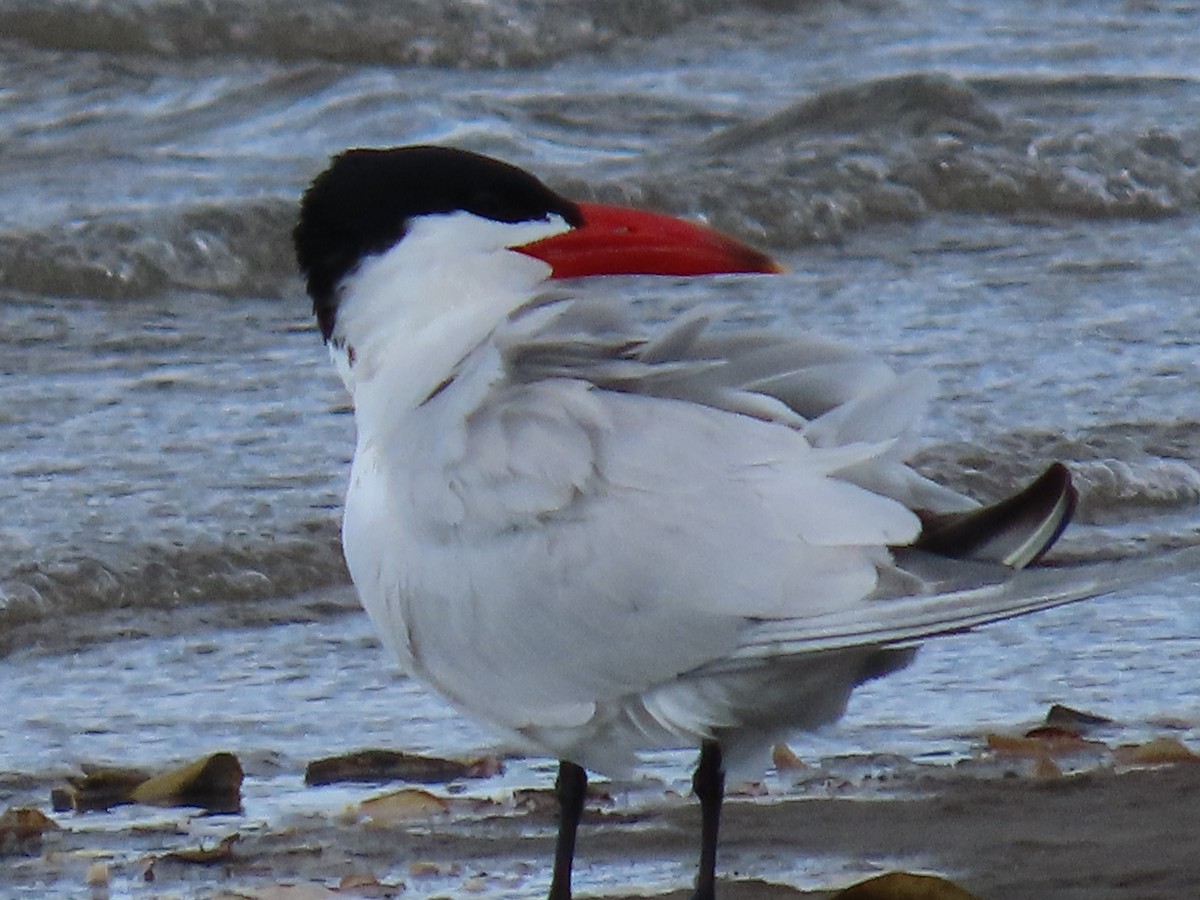 Pagaza Piquirroja - ML645882869