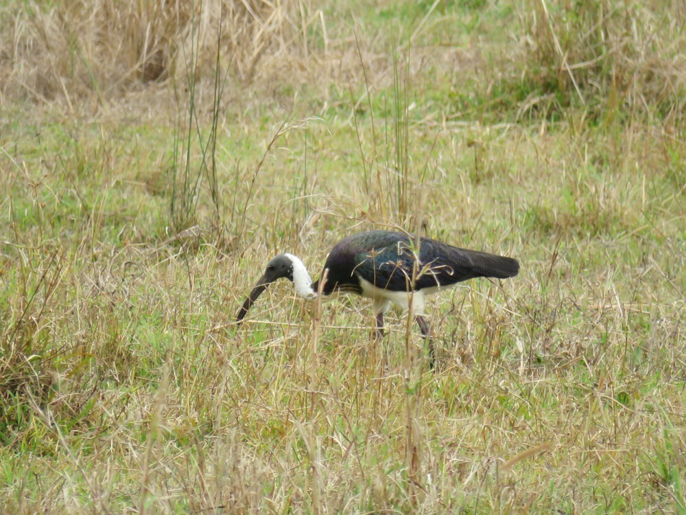 Ibis Tornasolado - ML645882871