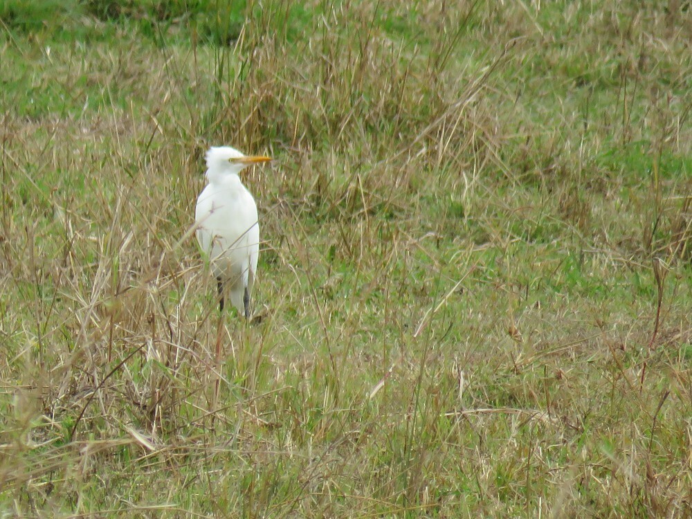 Garcilla Bueyera Oriental - ML645882879