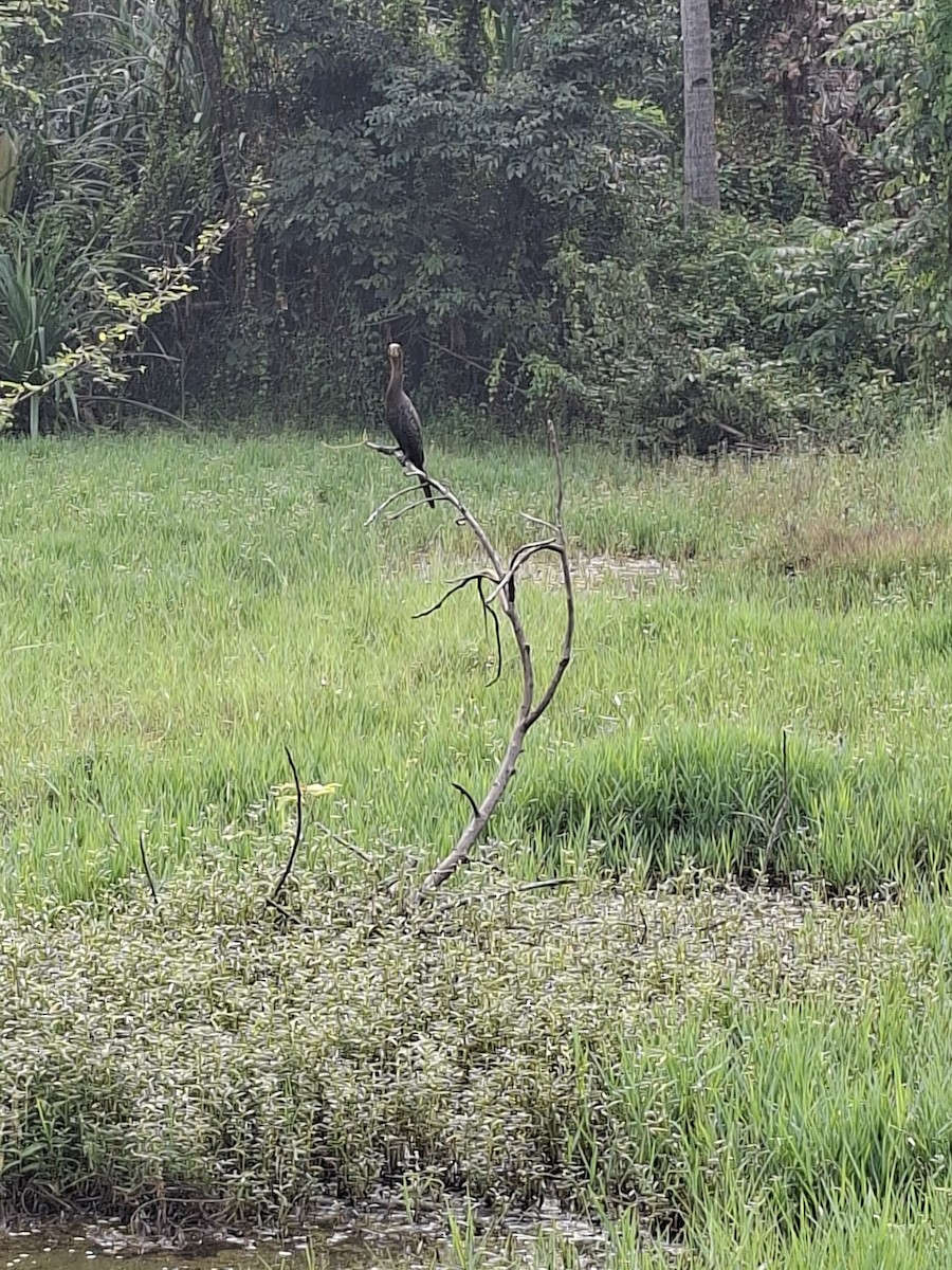 Cormorán de Java - ML645882881