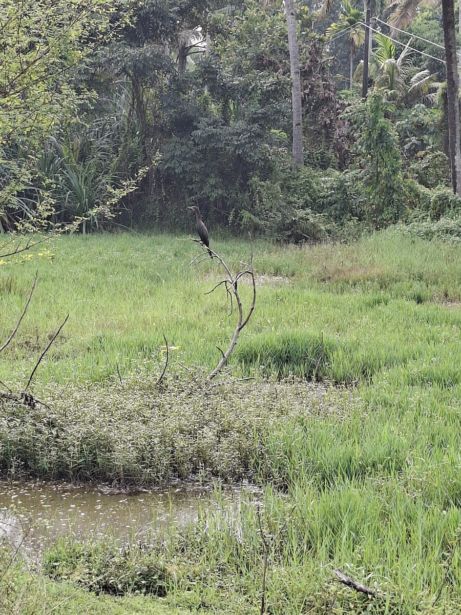 Cormorán de Java - ML645882882