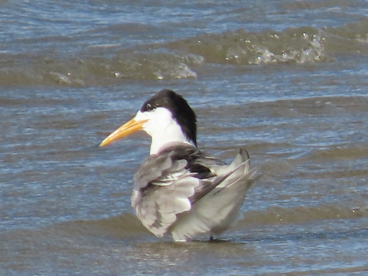 Charrán Piquigualdo - ML645882884