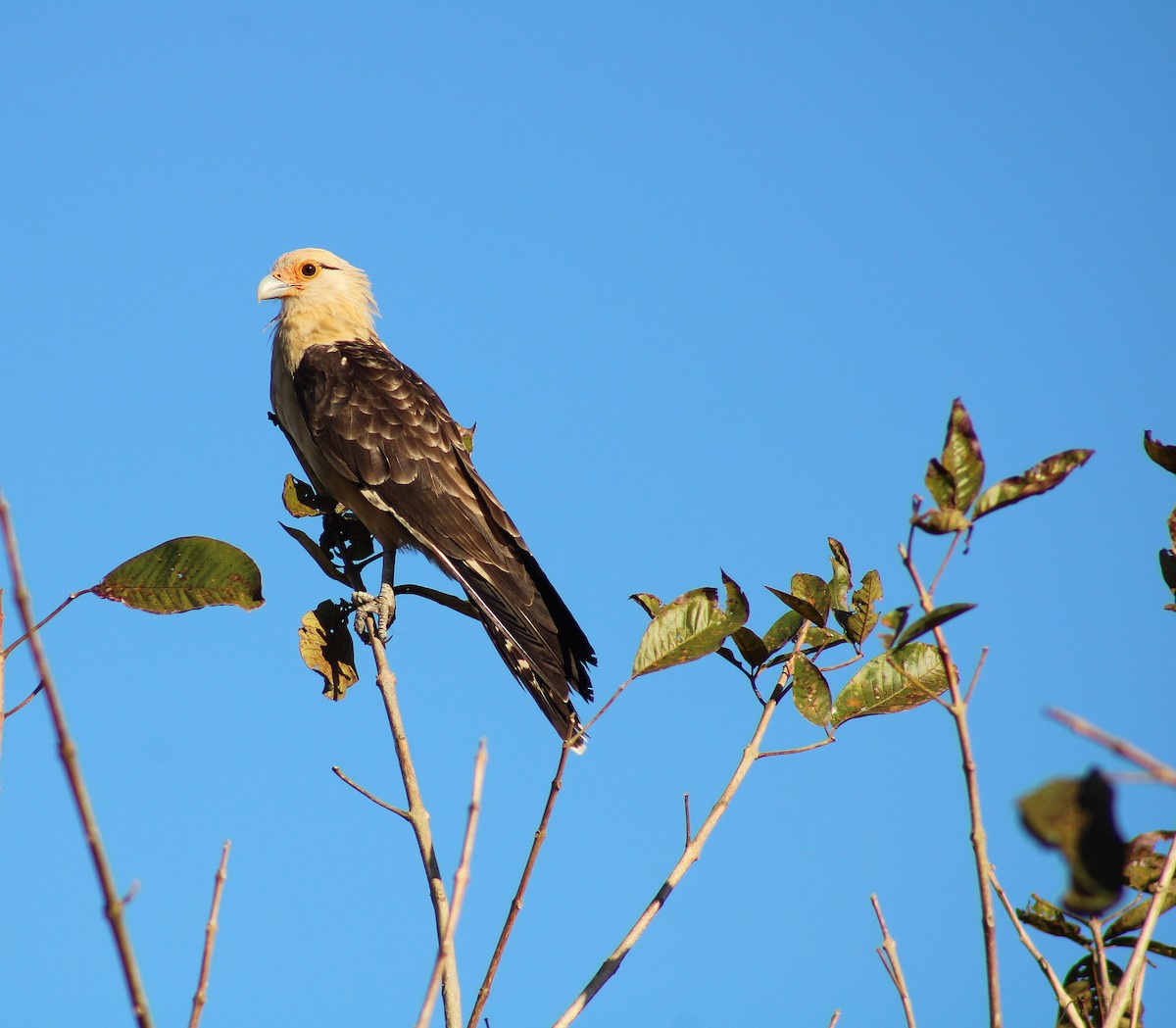 Caracara Chimachima - ML645882891