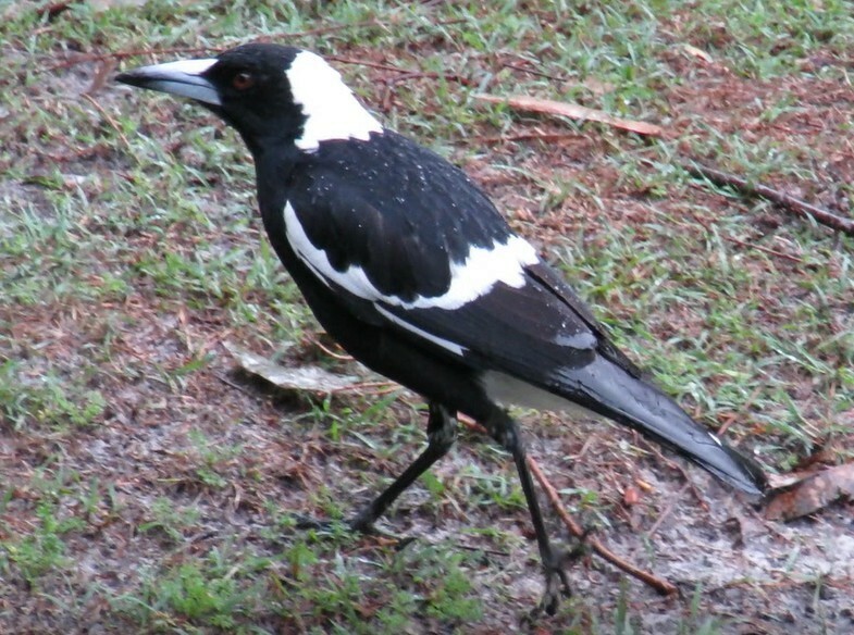 Verdugo Flautista - ML645882895