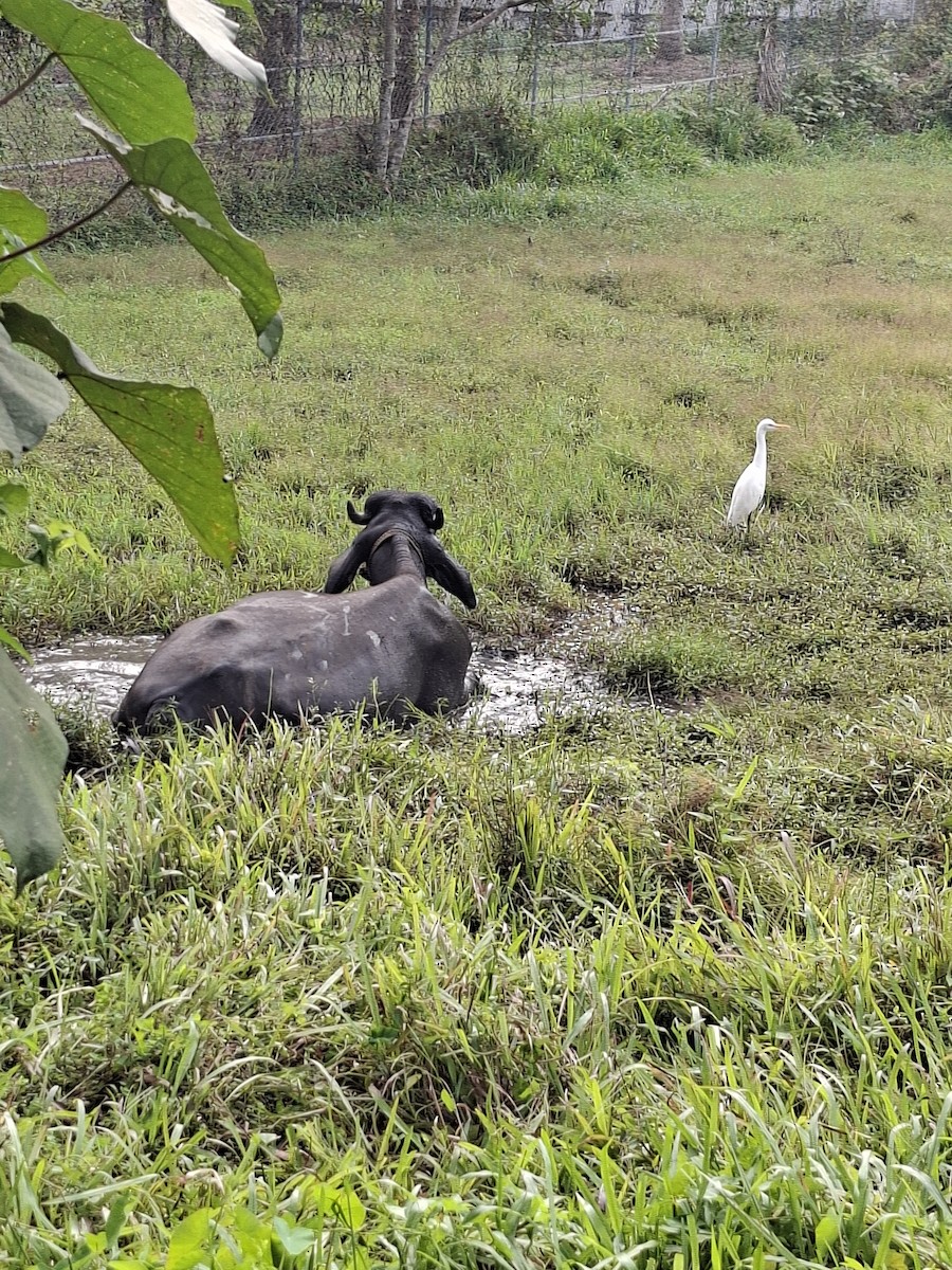 黃頭鷺 - ML645882900